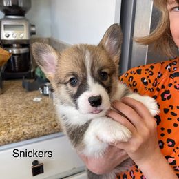Snickers - White and red Pembroke Welsh Corgi puppy in Apple Valley, California from MRS California Corgi