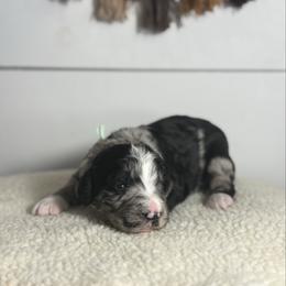 Bow - Merle male Bernedoodle puppy in Bellevue, Iowa from Blended Acres & Kennels
