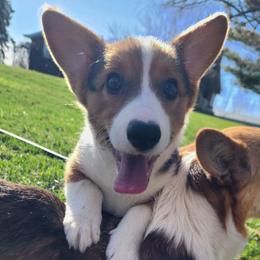 Pumpkin Pie - Black and tan female Pembroke Welsh Corgi puppy in Pine Village, Indiana from NL Horsemanship