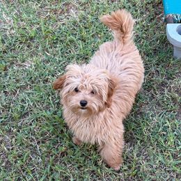 DP Red - Red female Assorted Doodle Crosses puppy in Benson, North Carolina from A Bundle of Love