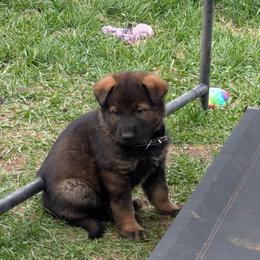 Black - Sable male German Shepherd puppy in Motley, Minnesota from Von Thomson Haus