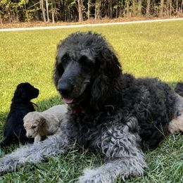 Rip - Goldendoodle