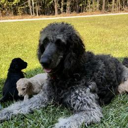 Rip - Goldendoodle