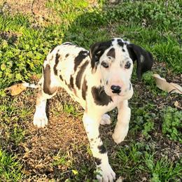 Harlequin girl 3 - Harlequin female Great Dane puppy in Golconda, Illinois from Breken Great Danes