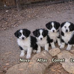 Australian Shepherd and Great Dane Puppies from AEW Farm
