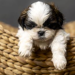 Boy - Tricolor male Shih Tzu puppy in Springville, Indiana from DeFord Shih Tzu