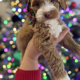 Australian Labradoodle Puppies from Liberty Hill Labradoodles