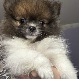 Blue Sable Parti Girl CKC - Blue parti female Pomeranian puppy in Douglas, Massachusetts from Country Oak Poms LLC