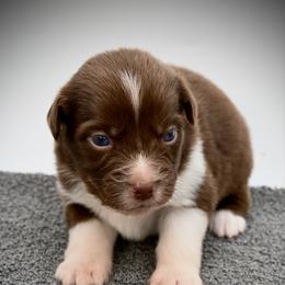 Helion - Red & white male Miniature American Shepherd puppy in Damascus, Oregon from Rebel Soul Minis
