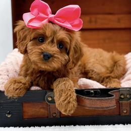 Cavapoo puppies from NC Doodle Puppies