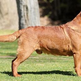 Labrador Retriever All Grown Up from Twisted Wire Ranch Retrievers