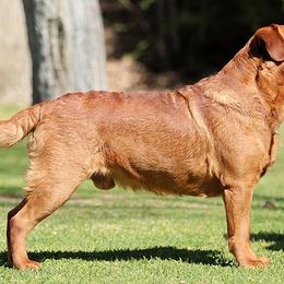Labrador Retriever All Grown Up from Twisted Wire Ranch Retrievers