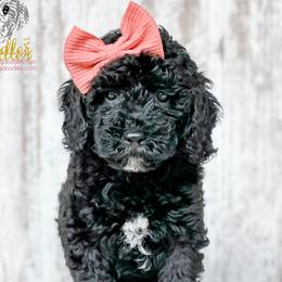 Bernedoodles, Cockapoos, and Goldendoodles from Danie’s Darling Doodles LLC