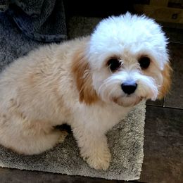 Nova - Cavapoo