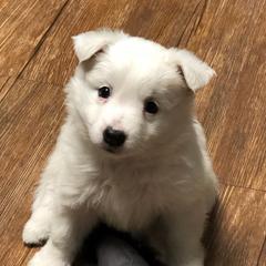 Icelandic Sheepdog Puppies from Glacier Point Icelandics
