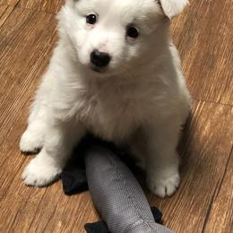 Icelandic Sheepdog Puppies from Glacier Point Icelandics