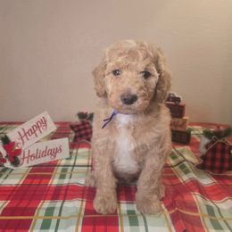 Blue boy - Caramel male Labradoodle puppy in El Paso, Texas from My Cuddly Doodles