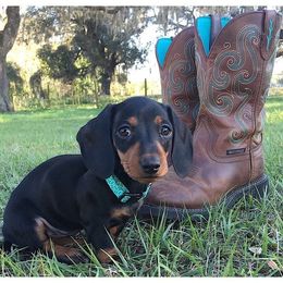 Dachshunds from Countridox Dachshunds