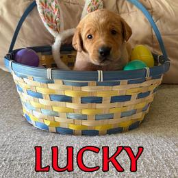 Lucky - Yellow male Labrador Retriever puppy in Water Valley, Mississippi from Three Lakes Labs & WHDs