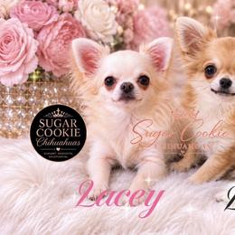 Chihuahua Puppies from Sugar Cookie Chihuahuas
