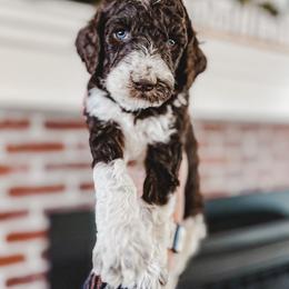 Bernedoodle, Goldendoodle, and Poodle Puppies from Northwest Pups