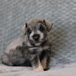 Tony Lama - Salt and pepper male Miniature Schnauzer puppy in Tremonton, Utah from Rocky Mountain Schnauzer