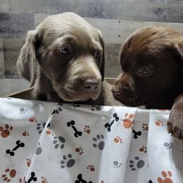 Dilute Retriever Puppies from Thunder Mountain Labs
