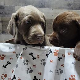 Dilute Retriever Puppies from Thunder Mountain Labs