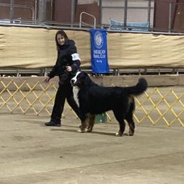 Bernese Mountain Dogs from Dreamland Bernese