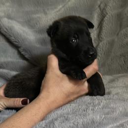 Sterling - Fawn sable male Belgian Malinois puppy in Chino, California from BlueStone K9