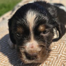 Skye - Liver white and tan female English Springer Spaniel puppy in Hephzibah, Georgia from Sidel's Springers
