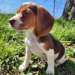 Margaret - Brown white and tan Beagle puppy in Bois D Arc, Missouri from Country Home Pets and Farm