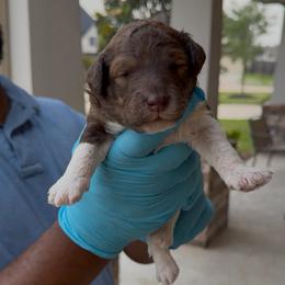 Nutmeg - male Bernedoodle puppy in Richmond, Texas from Harper’s Heartbeats