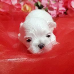 Boy 1 - male Maltese puppy in Fresno, California from Soua's Pups