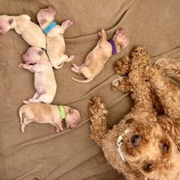 Maltipoos from Amanda Tsoi - Golden Maltipoo Pups