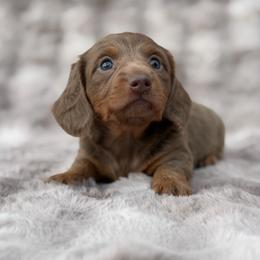 Isabella and Tan - Topaz Boy - Fawn (Isabella) male Dachshund puppy in Knoxville, Tennessee from Over The Moon Minis