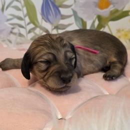 Girl 1 - Cream female Dachshund puppy in Romney, Indiana from Brown's Valley Dachshunds