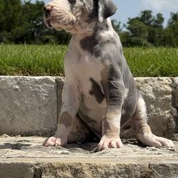 Great Dane Puppies from Oak Bend Danes