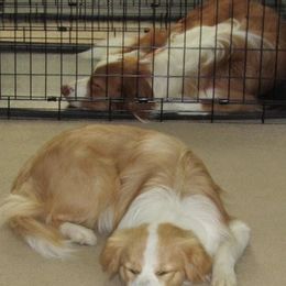 Border Collies from CedarHaven Border Collies