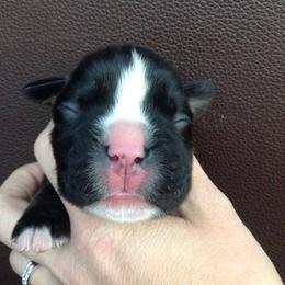 Boxer Puppies from Vintage Boxers