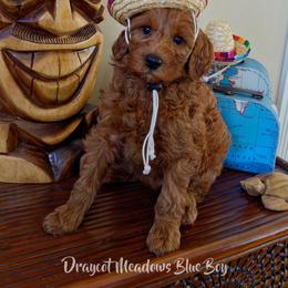 Australian Labradoodle Puppies from Draycot Meadows Australian Labradoodles