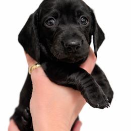 Pink Girl - Black female Dachshund puppy in Medina County, Ohio from Wilderness Weenies