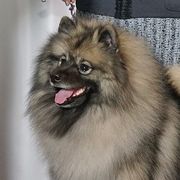 Clover - Keeshond