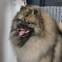 Clover - Keeshond