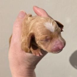 Rocky - Fawn (isabella) and cream male Dachshund puppy in Dayton, Ohio from Jen's Mini Dachshunds