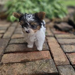 Cosmo - Parti male Yorkshire Terrier puppy in Bunch, Oklahoma from Denny Farms Yorkies
