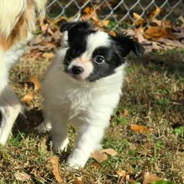 Truffle - White and black male Papillon puppy in Hollister, Missouri from Swan Creek Kennel