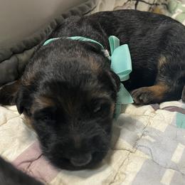 Teal girl - Black and red female German Shepherd puppy in Humboldt, Iowa from Valiant Shepherds