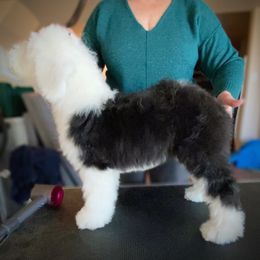 Old English Sheepdog Puppies from Whimzy Old English Sheepdogs