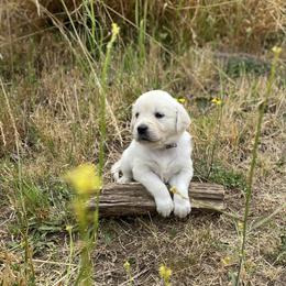 Blue - Light golden male Golden Retriever puppy in Silverton, Oregon from Silver Morning Farm